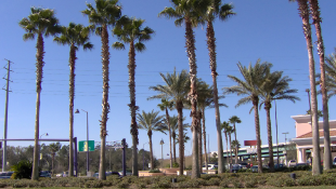 Orlando Florida building with palm trees