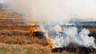 Flames and smoke from dry grass