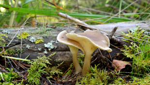 Mushrooms fallen log